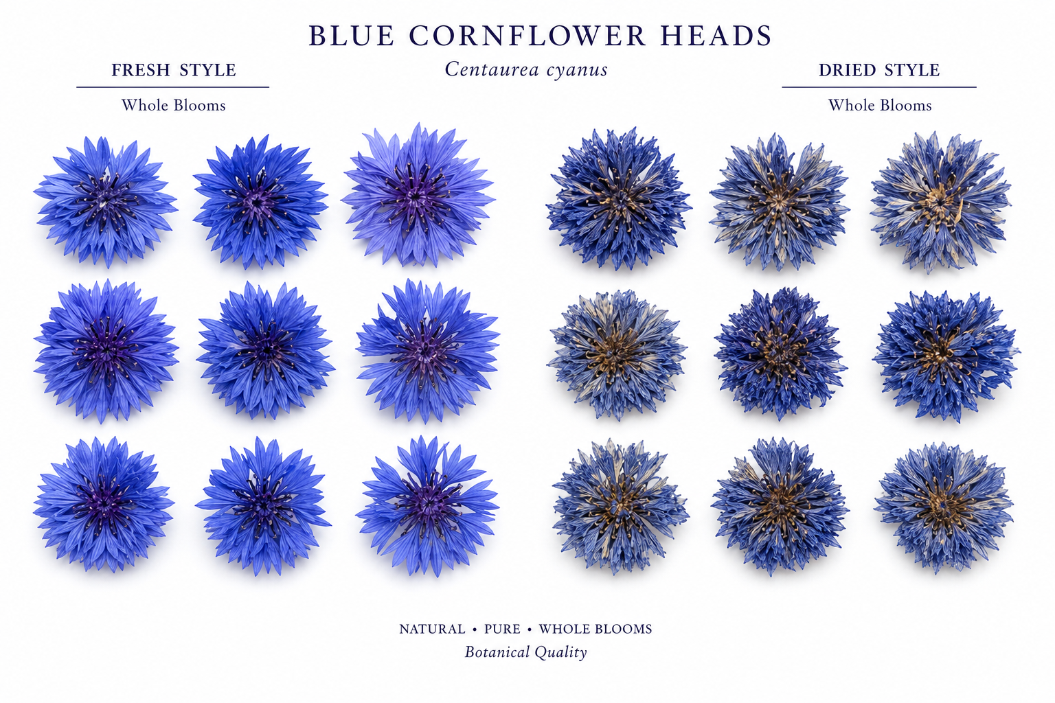 Cornflowers Blue Whole Centaurea cyanus
