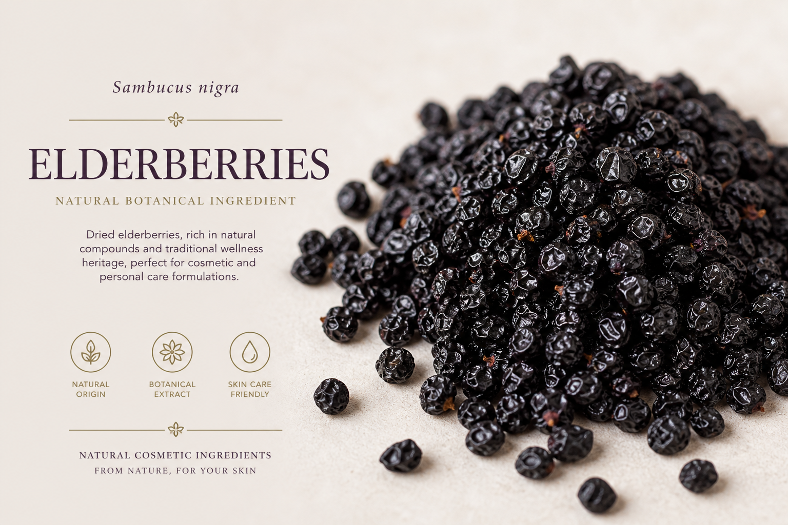 Elderberries Sambucus nigra
