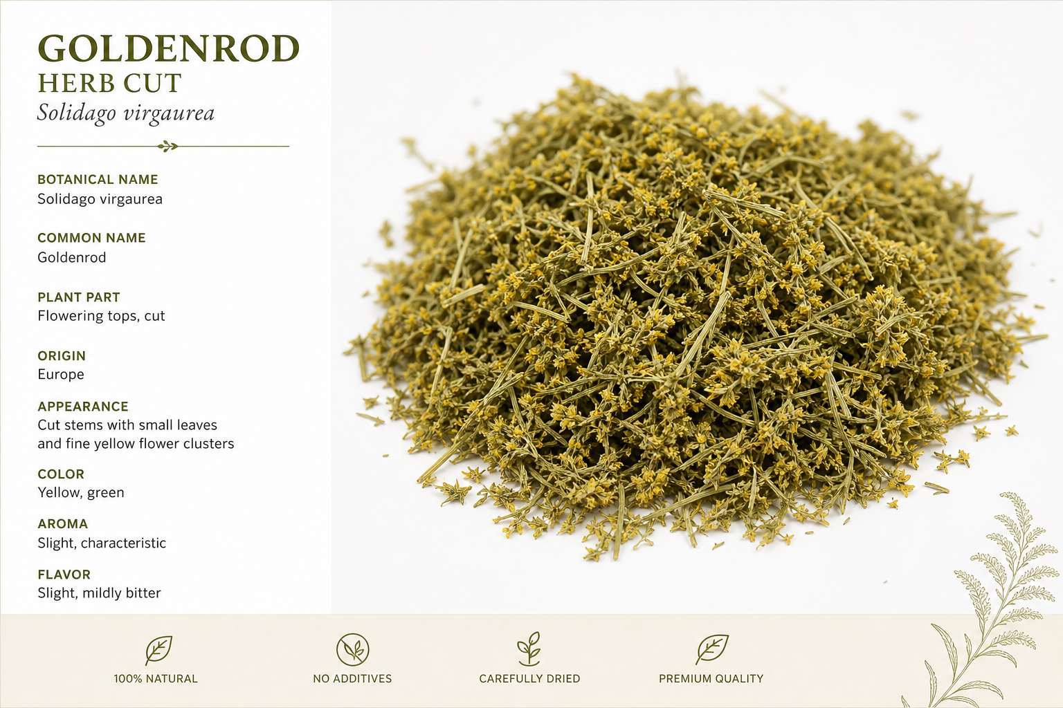 Golden Rod Herb Cut Solidago virgaurea