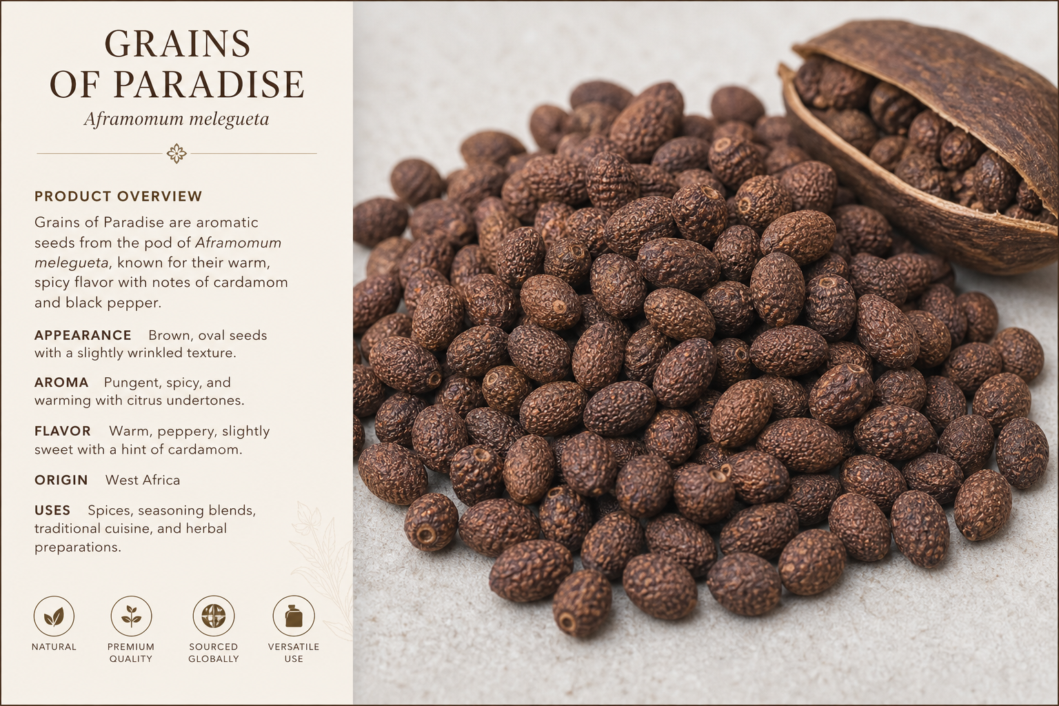 Grains Of Paradise Seeds Whole Aframomum melegueta
