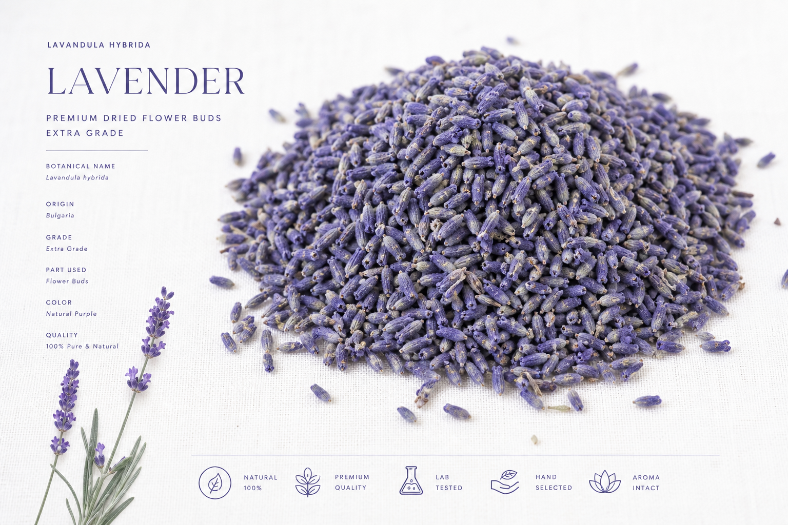 Lavender Flowers Extra Lavandula hybrida