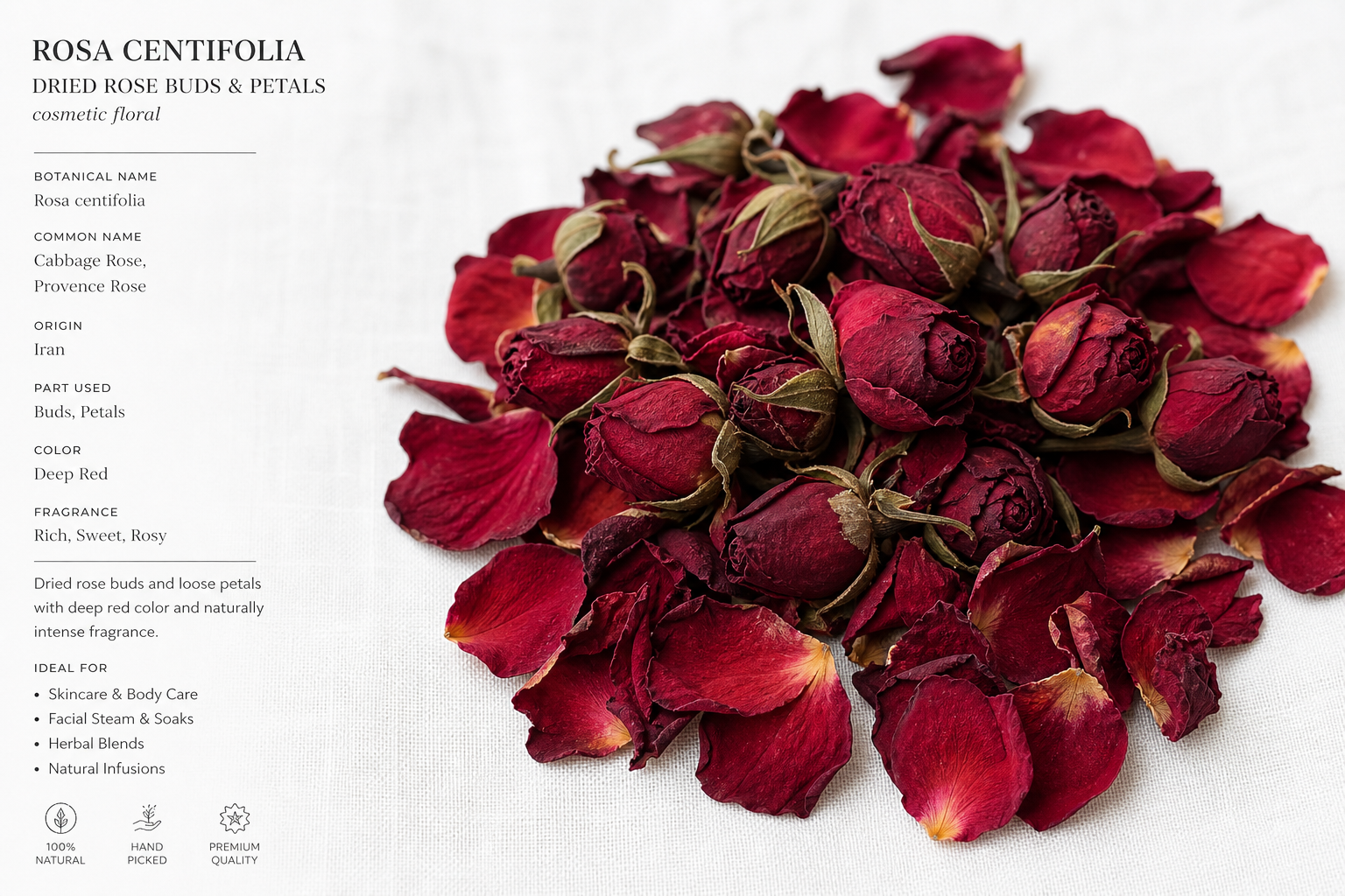 Rose Buds & Petals Red Rosa centifolia