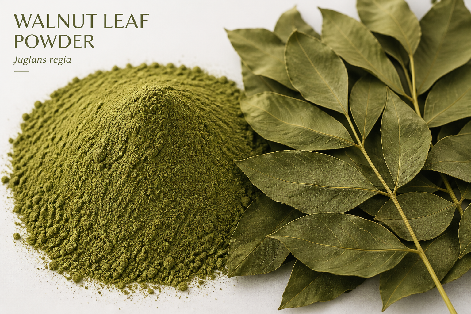Walnut Leaf Powder Juglans regia