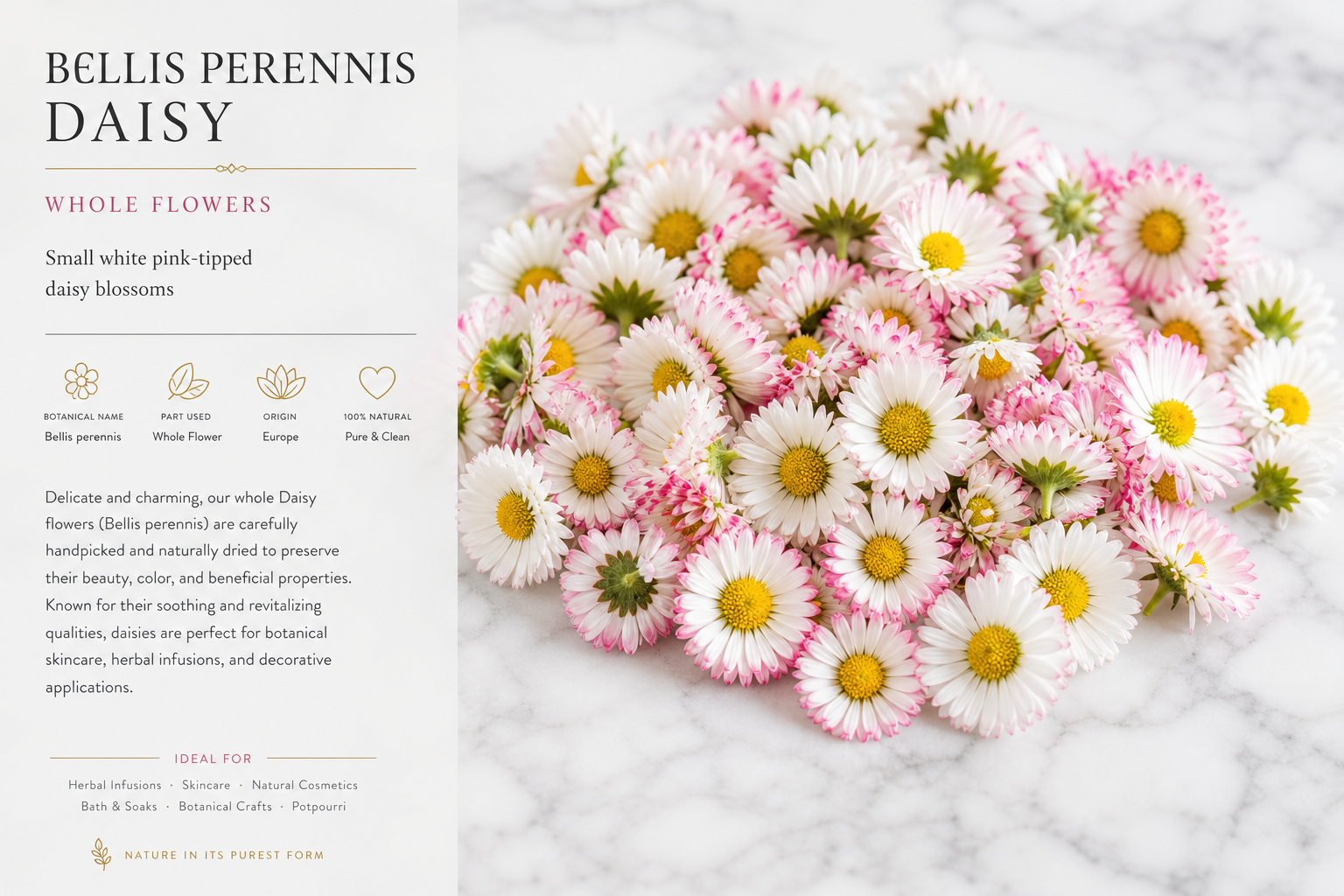 Daisy Flowers Whole Bellis perennis