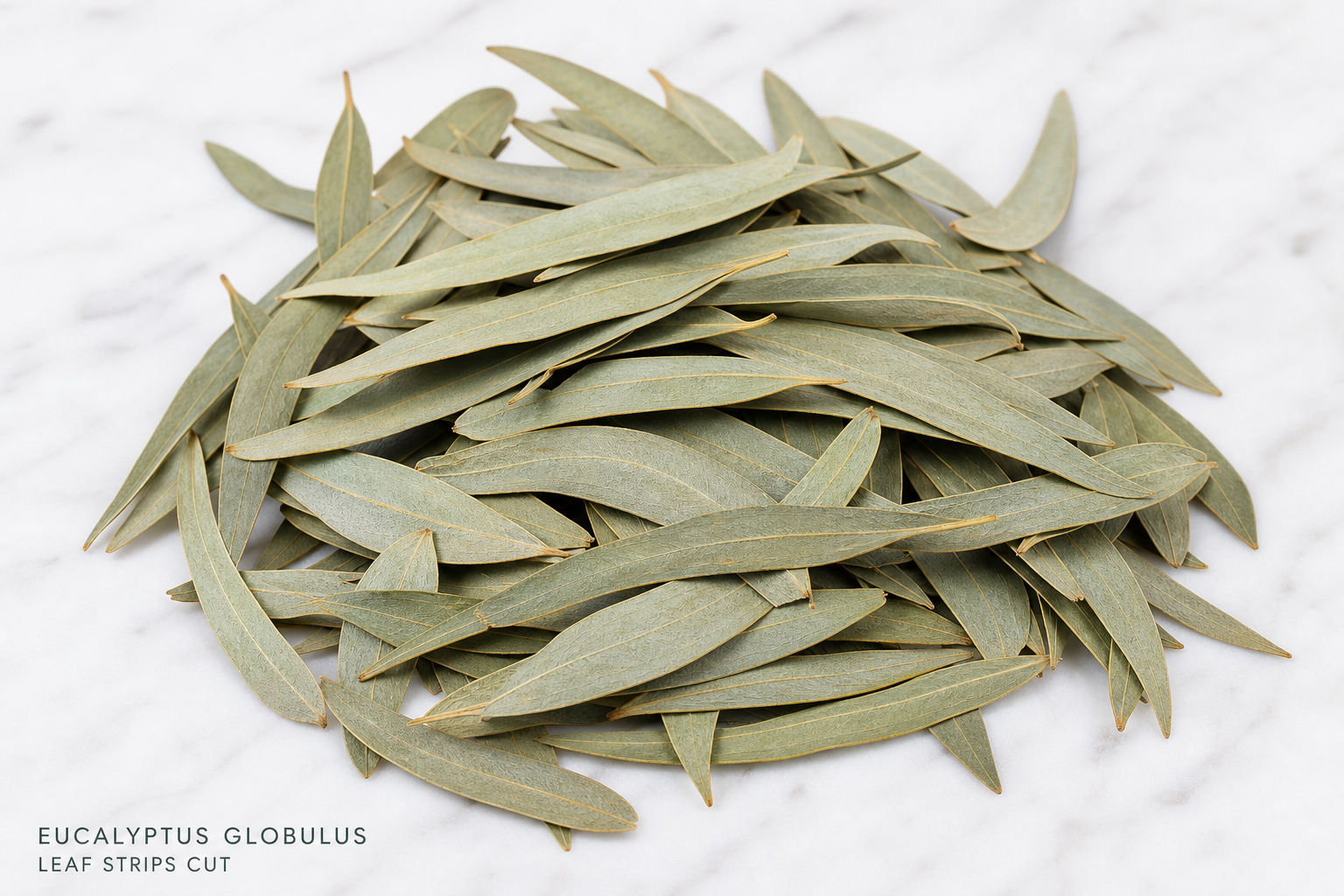 Eucalyptus Leaves Cut Eucalyptus globulus