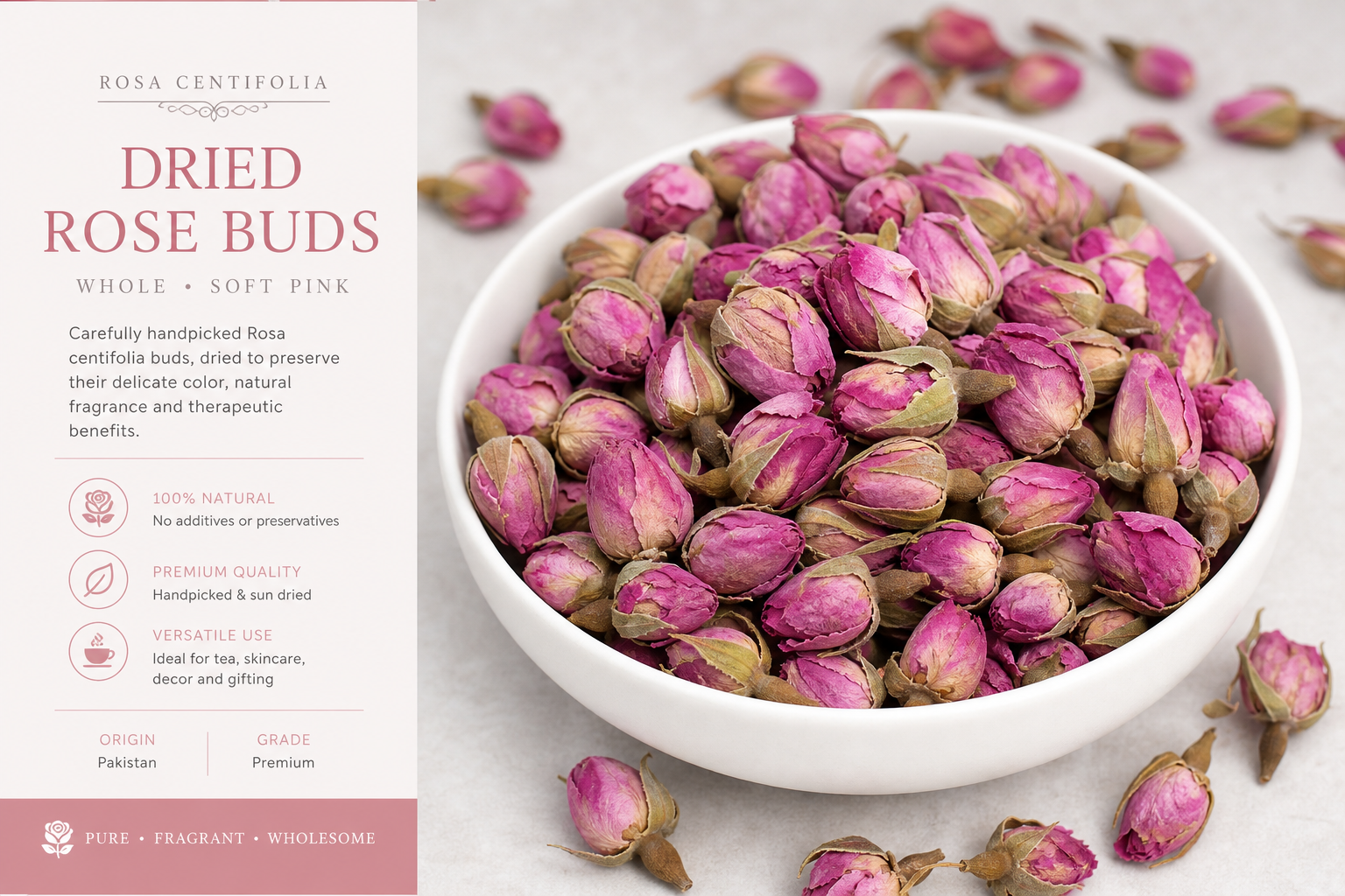 Rose Buds Pink Rosa centifolia