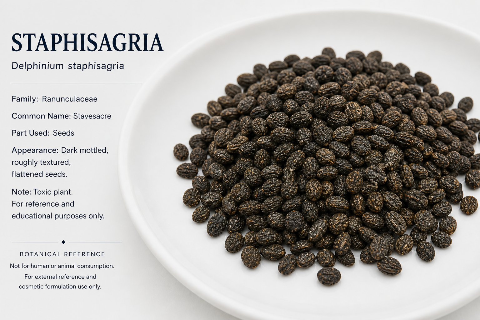 Staphisagria Seed Whole Delphinium staphisagria