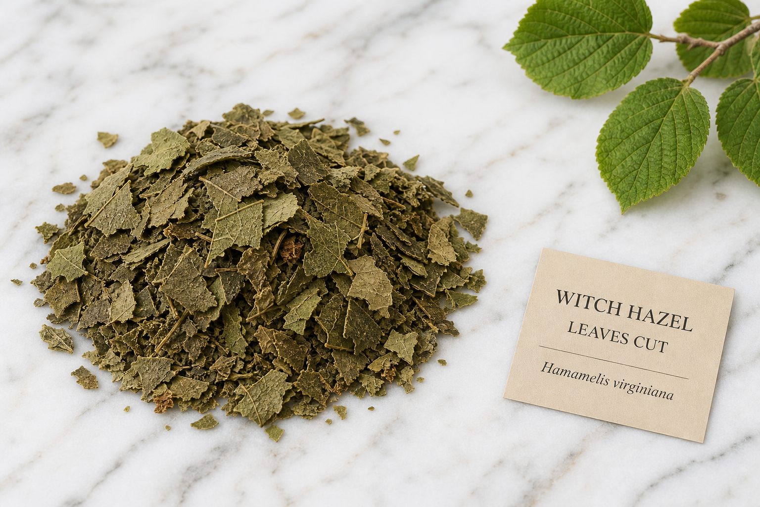 Witch Hazel Leaves Cut Hamamelis virginiana